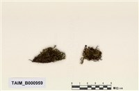 藏品(毛柄苔屬)的圖片